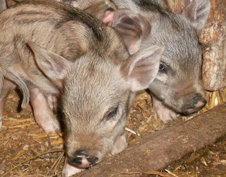 Львівський виробник сиров’ялених делікатесів збільшить поголів’я свиней
